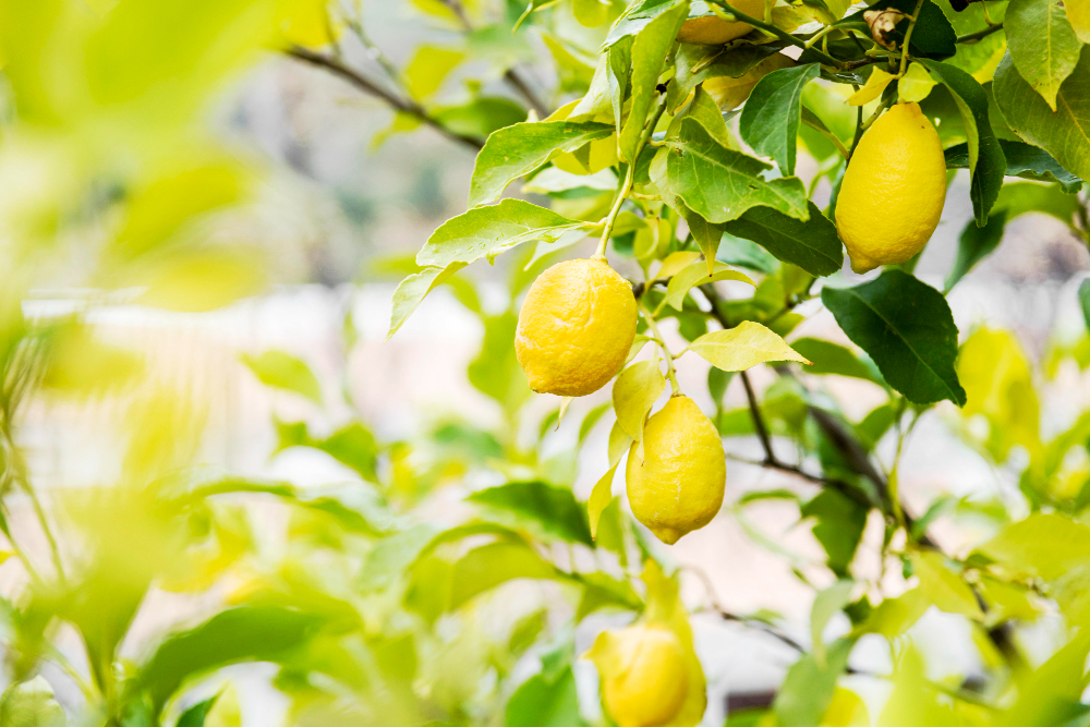 Delicious Lemon Citrus Tree