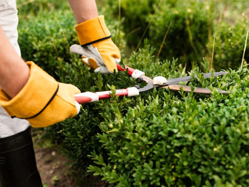 Close Up Person Using Trimming Tool Bush