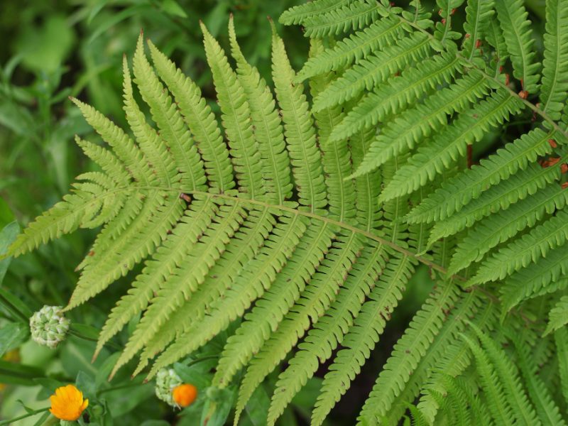 Bright Green Summer Fern Closeup