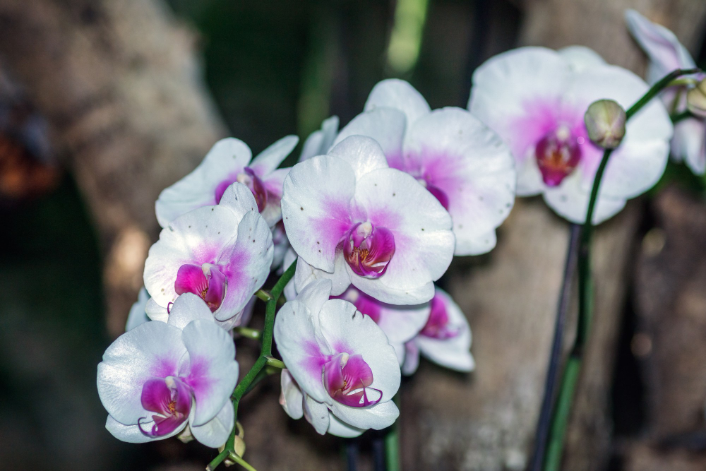Group White Purple Orchid Flowers