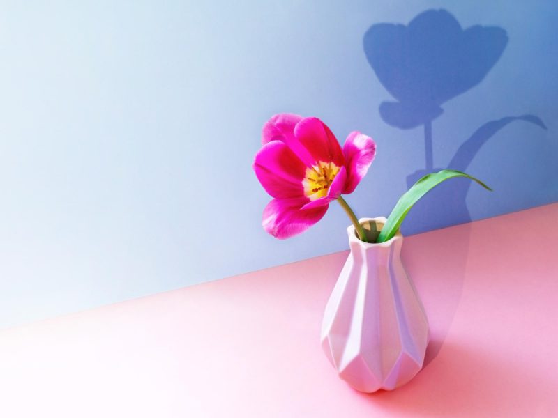 pink-tulip-flower-creative-vase-with-trendy-shadow-two-tone-pinkviolet-backdrop-copy-space