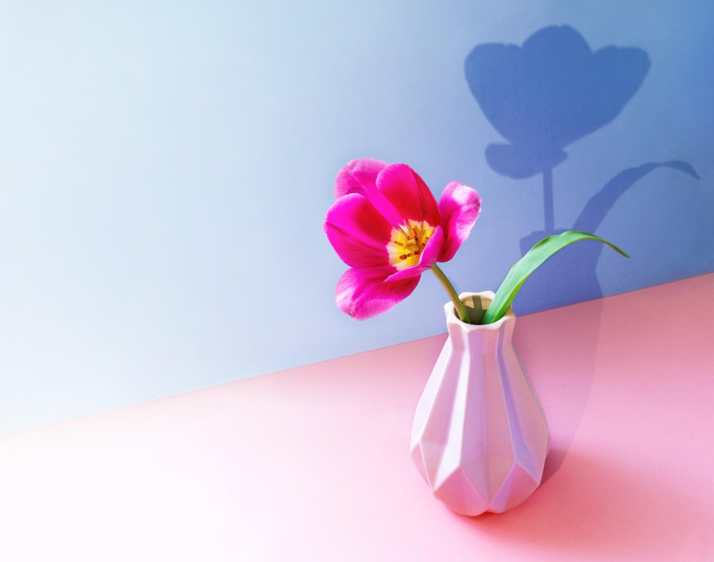 Pink Tulip Flower Creative Vase With Trendy Shadow Two Tone Pinkviolet Backdrop Copy Space