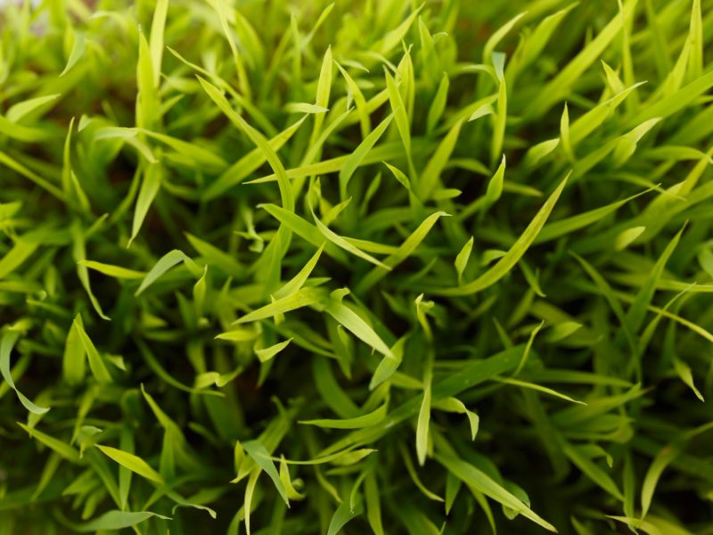 Green Grass Close Up Macro Top View Background