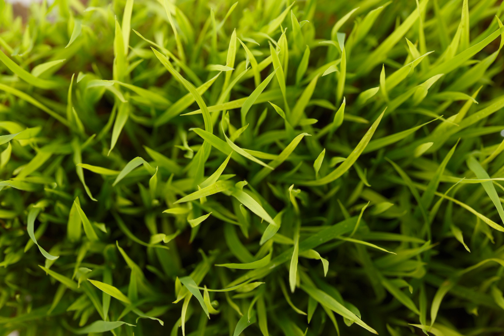 Green Grass Close Up Macro Top View Background