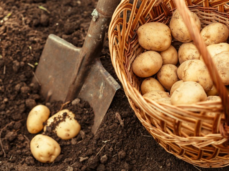 basket-fresh-tasty-new-potatoes