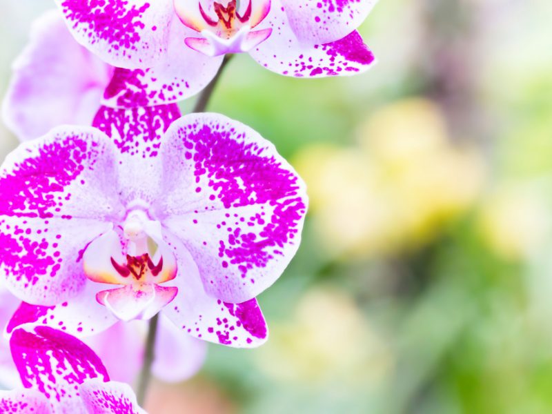 Purple Orchids Wild Tropical Forest Beautiful Spring Flowers With Soft Green Background