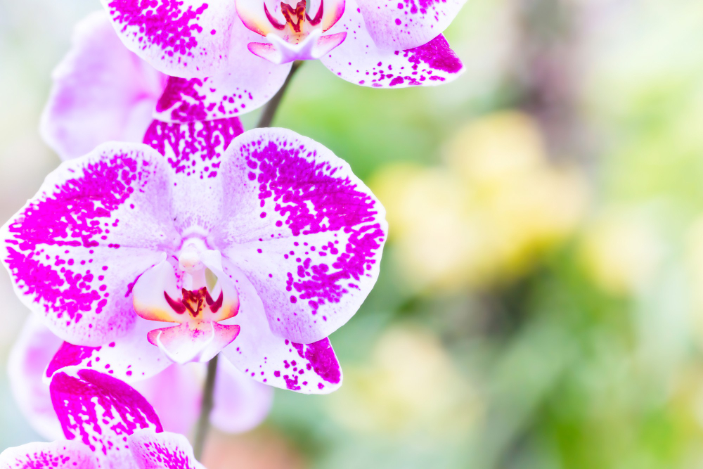 Purple Orchids Wild Tropical Forest Beautiful Spring Flowers With Soft Green Background