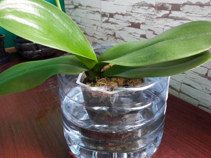 Orchid Water Tank Is Imbued With Moisture Phalaenopsis Houseplant Care Growing Flowers Home