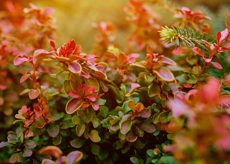 barberry-bush-colorful-floral-red-background-autumn-background-with-thunberg-barberry-high-quality-photo