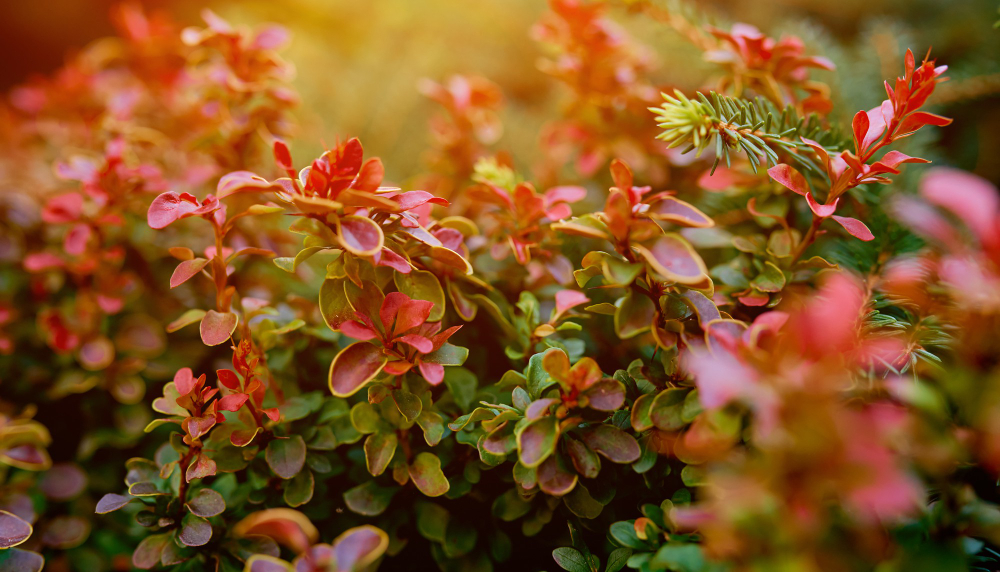 Barberry Bush Colorful Floral Red Background Autumn Background With Thunberg Barberry High Quality Photo
