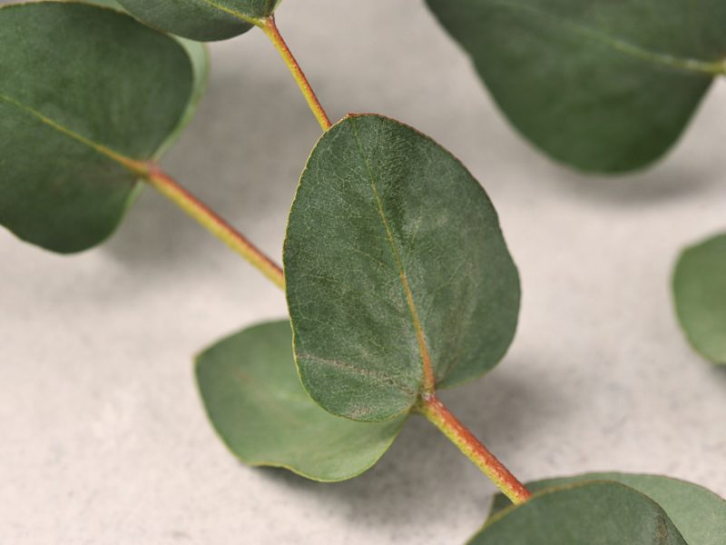 Green Eucalyptus Leaves Gray