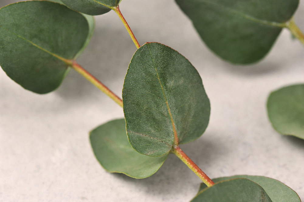 Green Eucalyptus Leaves Gray