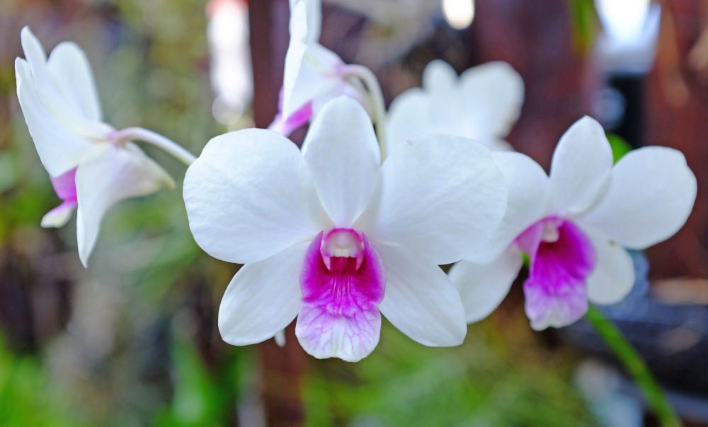 Beautiful White Purple Orchids Flower Garden