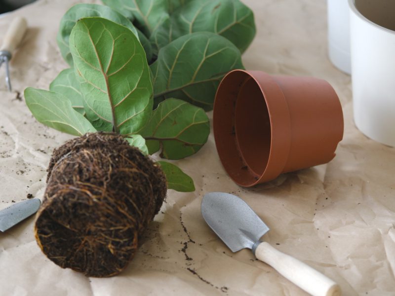 Potting Home Plants Ficus Lyrata Composition With Room Plant Flowerpot Shovel Rake