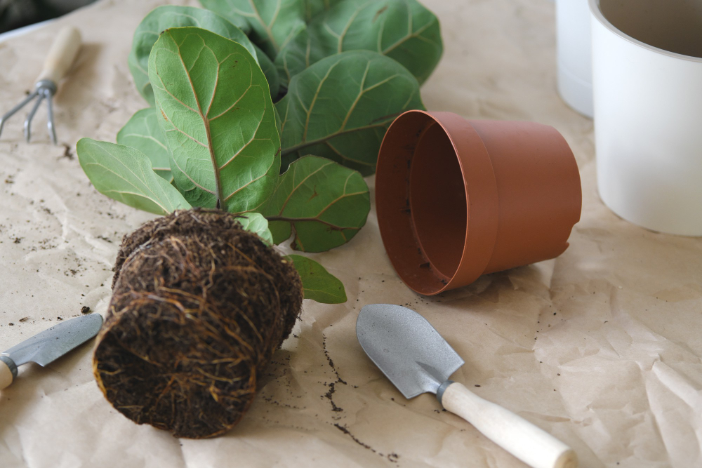 Potting Home Plants Ficus Lyrata Composition With Room Plant Flowerpot Shovel Rake