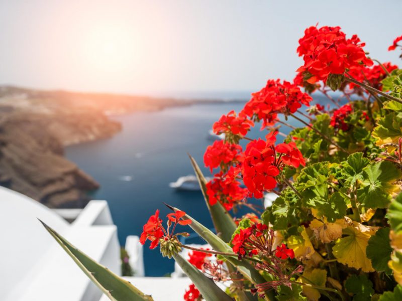 red-geranium-flowers-santorini-island-greece-beautiful-landscape-with-sea-view-small-depth-sharpness