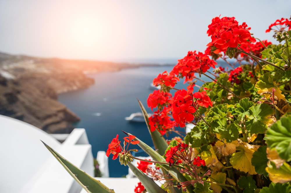 Red Geranium Flowers Santorini Island Greece Beautiful Landscape With Sea View Small Depth Sharpness