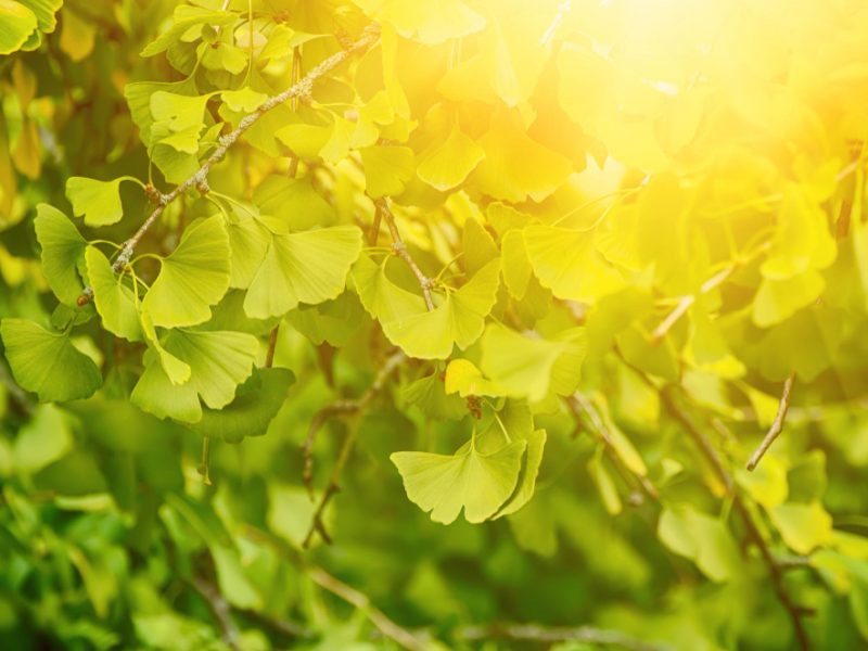 Green Yellow Fall Leaves Ginkgo Biloba Healing Plant Nature Sunny Background