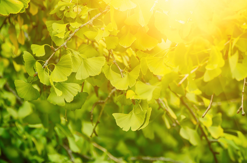 Green Yellow Fall Leaves Ginkgo Biloba Healing Plant Nature Sunny Background