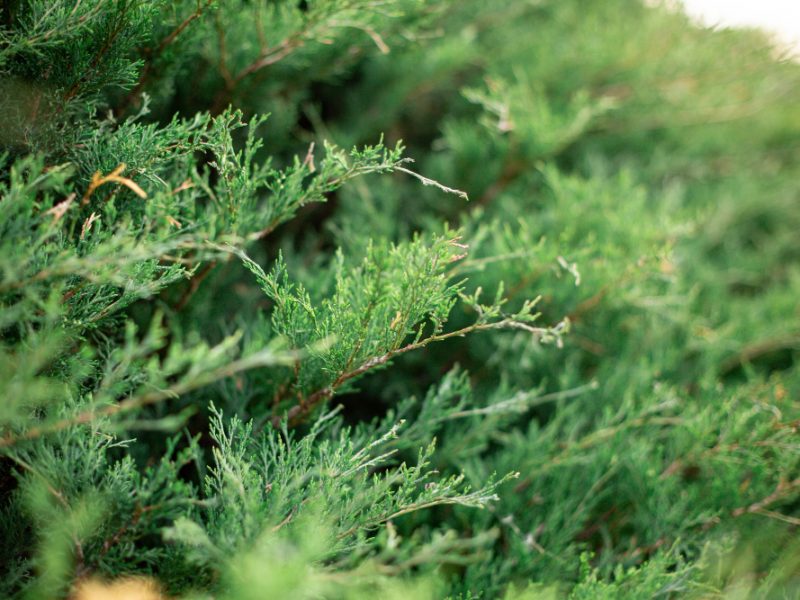 Selective Focus Shot Thuja Evergreen Tree Branches