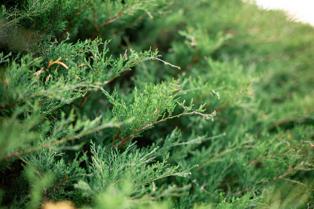Selective Focus Shot Thuja Evergreen Tree Branches