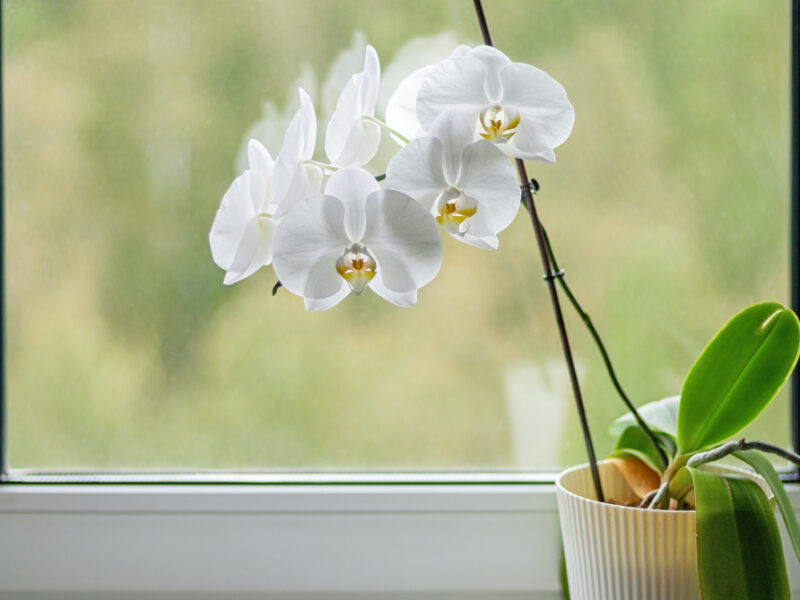 White Blooming Orchid Window Sill