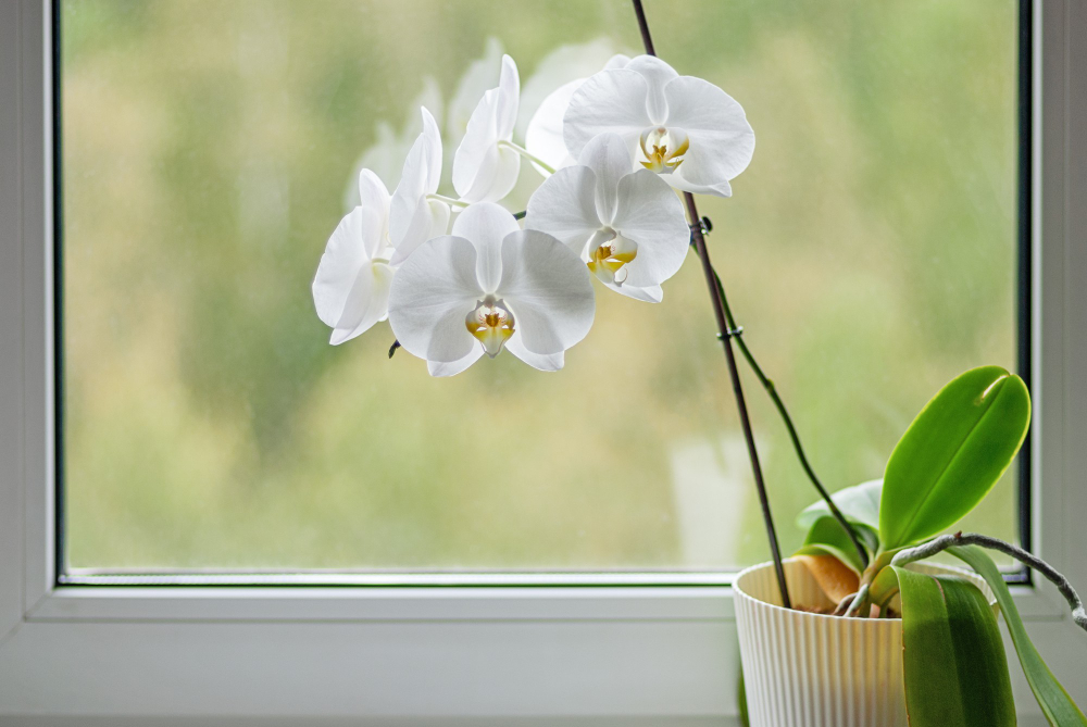 White Blooming Orchid Window Sill