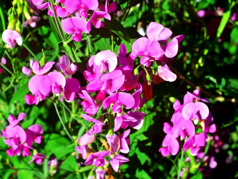 Pea Flowers Garden