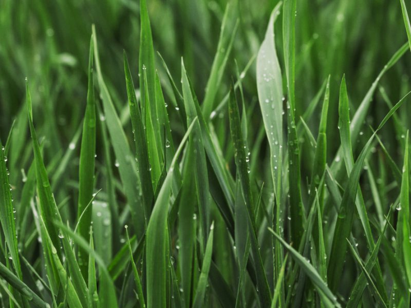 Summer Green Grass Covered With Pure Dew