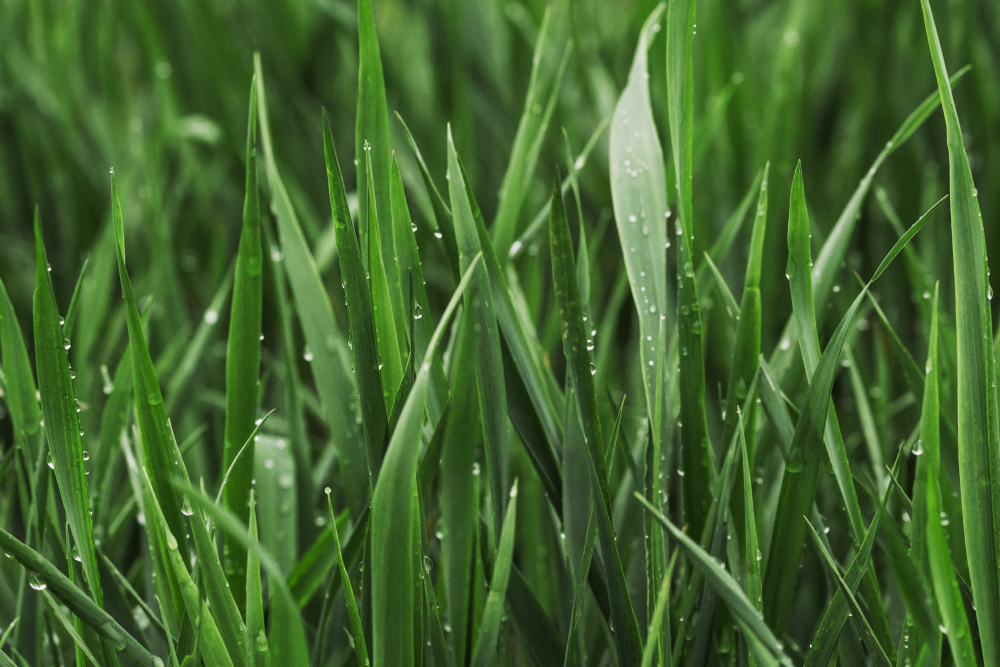 Summer Green Grass Covered With Pure Dew