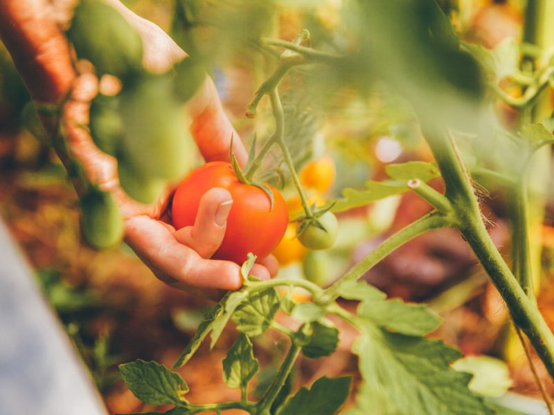 gardening-agriculture-concept-woman-farm-worker-hands-with-basket-picking-fresh-ripe-organic-tomatoes-greenhouse-produce-vegetable-food-production-tomato-growing-greenhouse