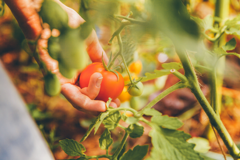 Gardening Agriculture Concept Woman Farm Worker Hands With Basket Picking Fresh Ripe Organic Tomatoes Greenhouse Produce Vegetable Food Production Tomato Growing Greenhouse