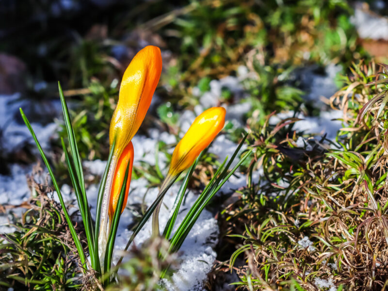 First Yellow Crocuses From Snow Garden Sunny Day