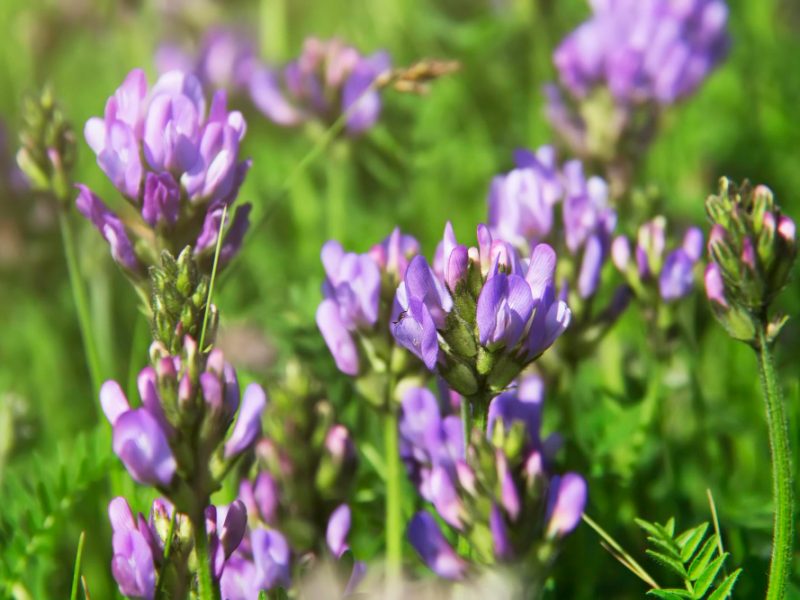 Violet Flowers Alfalfa Medicago Sativa Lucerne Summer Meadow