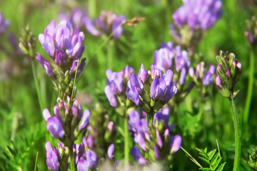 Violet Flowers Alfalfa Medicago Sativa Lucerne Summer Meadow