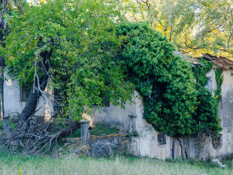 old-house-destroyed-by-earthquake-with-tiles-overgrown-with-green-ivy