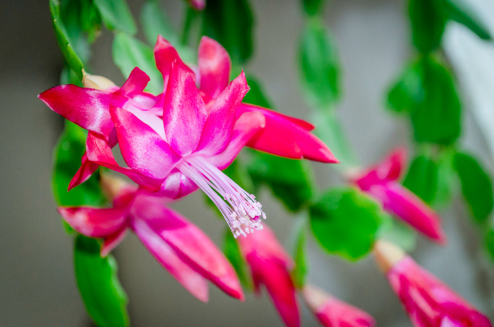 Close Up Pink Flowers Zygocactus Christmas Tree Houseplant