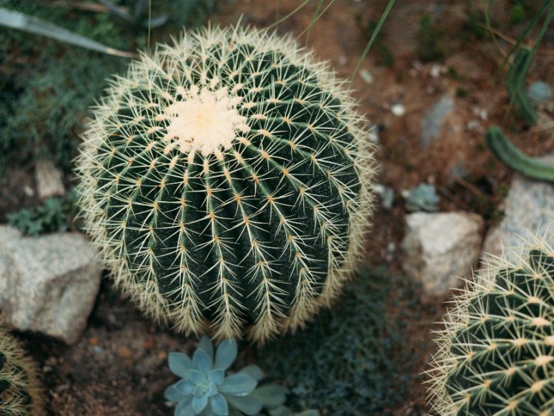Echinocactus Grusonii Golden Barrel Cactus Golden Ball Mother Law S Cushion Is Well Known Species Cactus