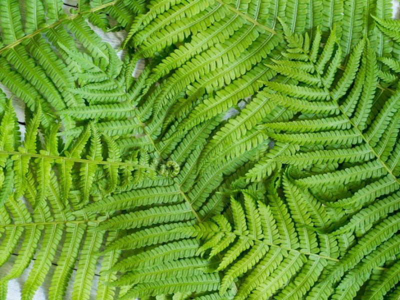 Background Green Leaves Fern Close Up