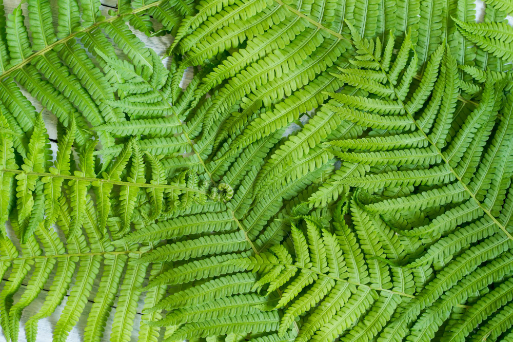Background Green Leaves Fern Close Up
