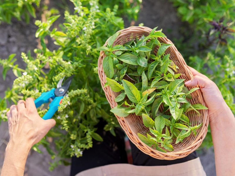 Woman Farmer Gardener Cuts Basil With Pruner Leaves Basket Harvest Green Herbs Natural Organic Spices
