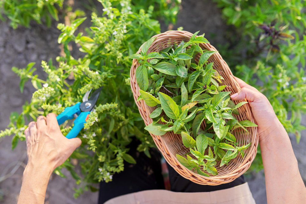 Woman Farmer Gardener Cuts Basil With Pruner Leaves Basket Harvest Green Herbs Natural Organic Spices