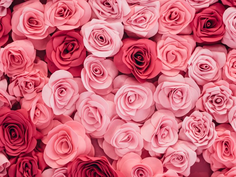 Background Image Pink Roses