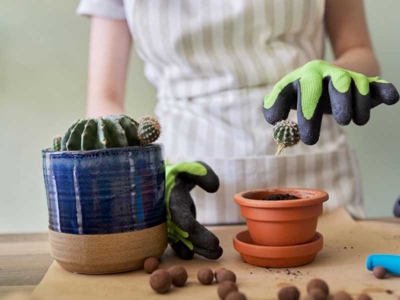 Womans Hands Gloves Planting Young Cactus Plant Pot Hobbies Leisure Indoor Plants Home Gardening Potted Friends Concept