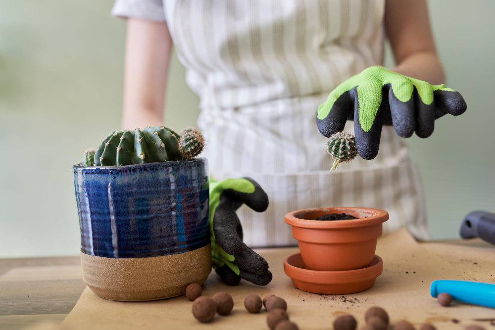 Womans Hands Gloves Planting Young Cactus Plant Pot Hobbies Leisure Indoor Plants Home Gardening Potted Friends Concept