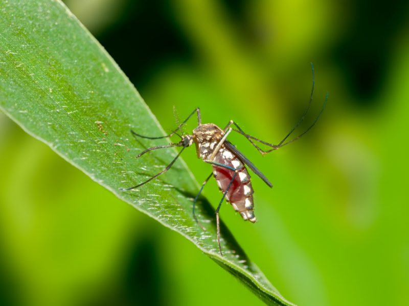 Close Up Shot Mosquito Leaf
