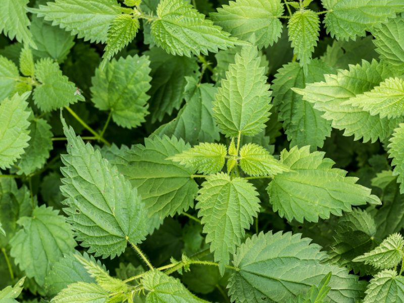 Wild Nettle Urtica Background