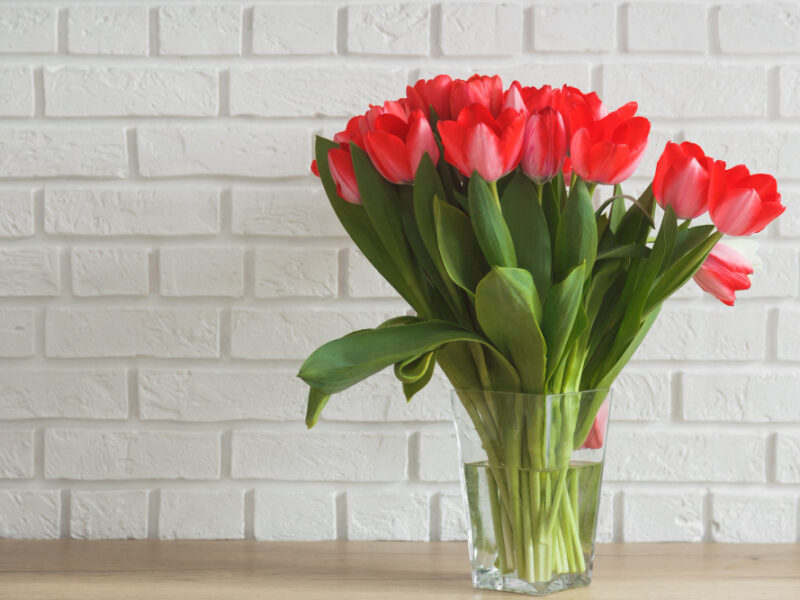 Pink Tulips Glass Vase Background White Brick Wall