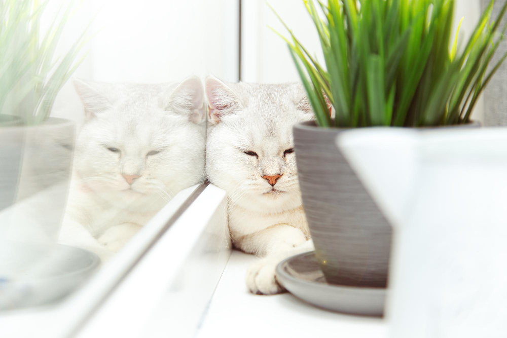 British Shorthaired Silver Cat Lies Windowsill It Is Hiding Flower Pot