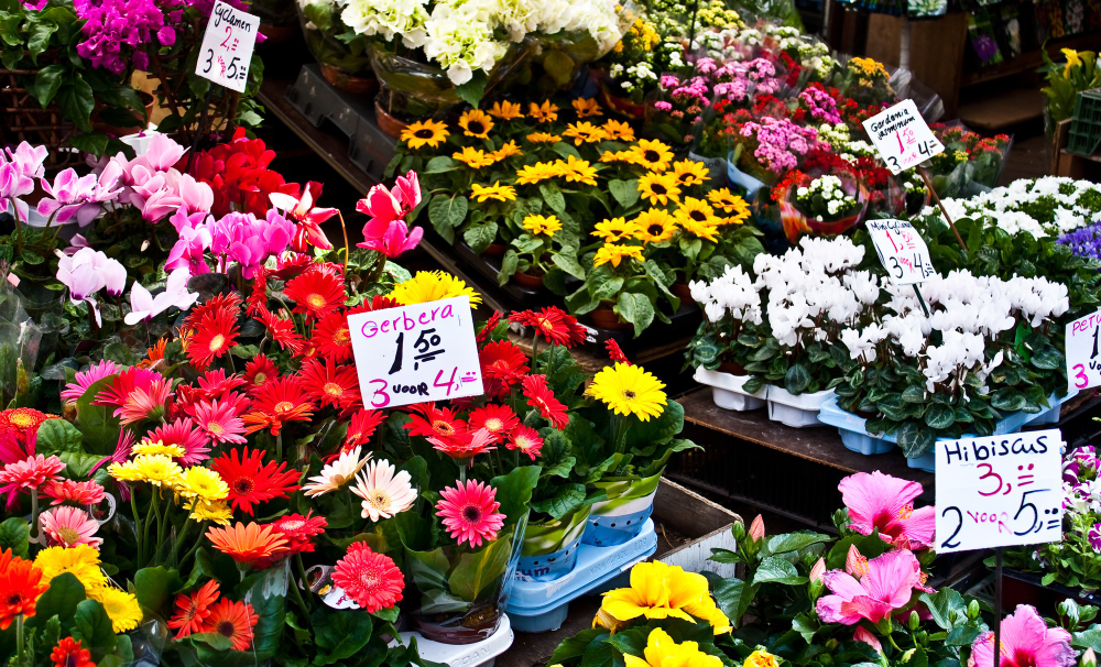 detail-amsterdam-flowers-market-best-tulips-world